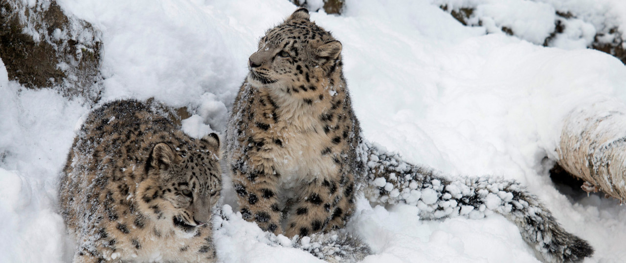 Dynafit Snow Leopard Day