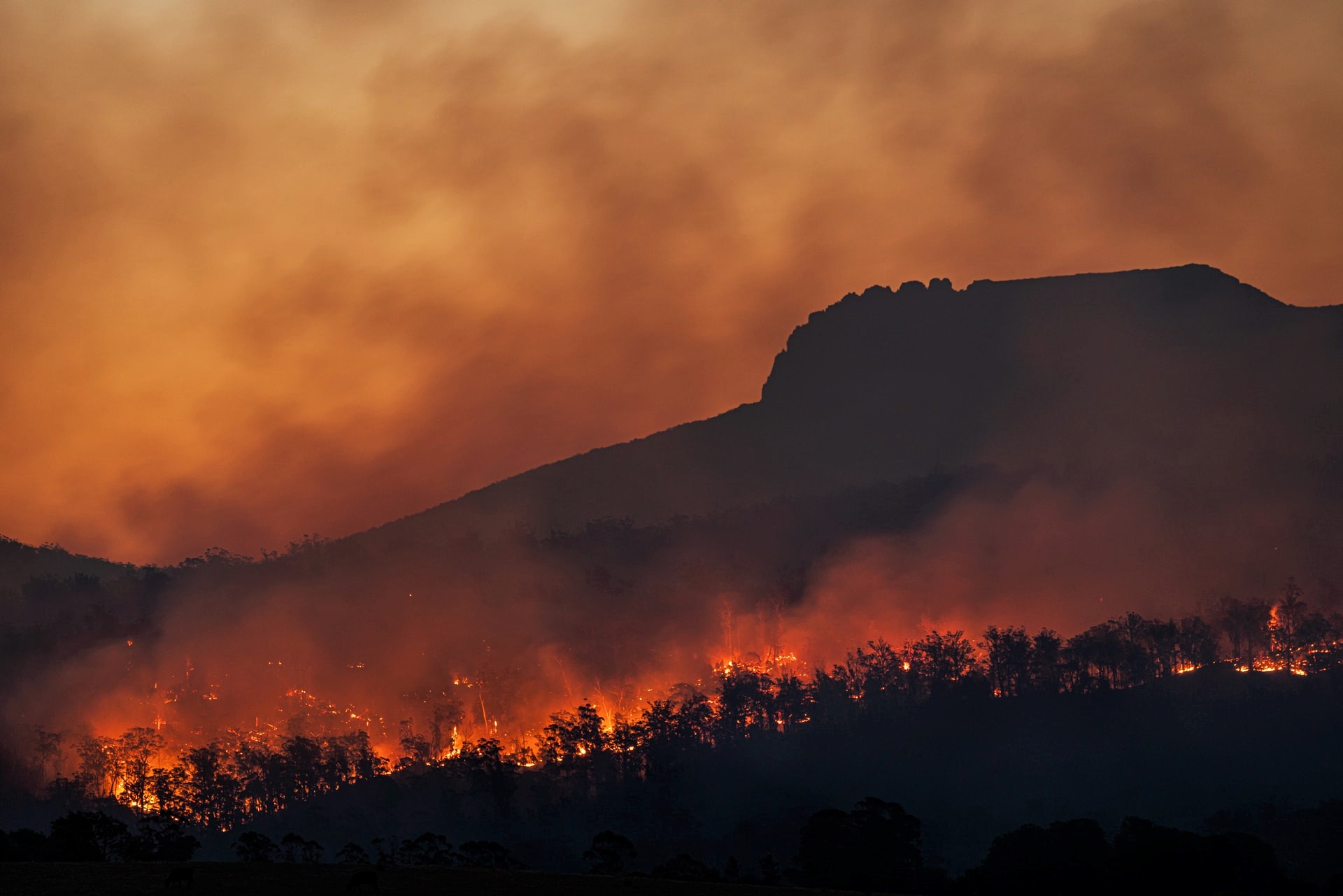 Ελληνική Εταιρία Προστασίας της Φύσης: 18 εκ. στρέμματα δάσους έχουν καεί τα τελευταία 40 χρόνια
