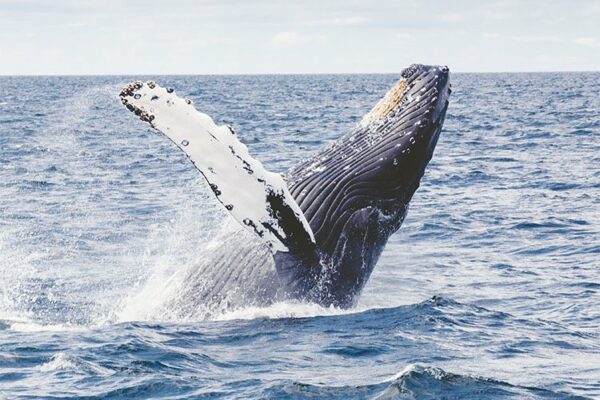 whale-swimming-sea