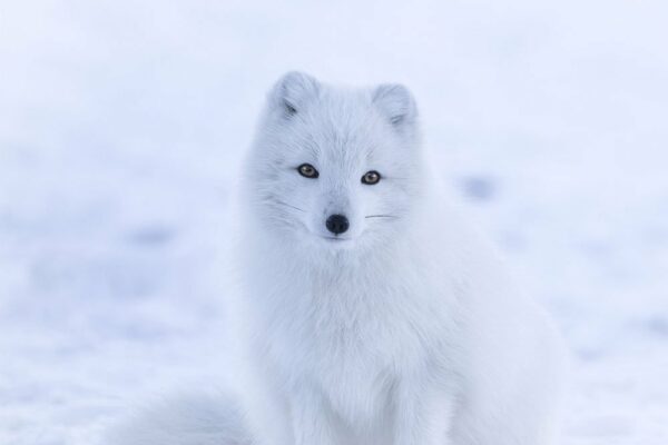 white-fox-snow