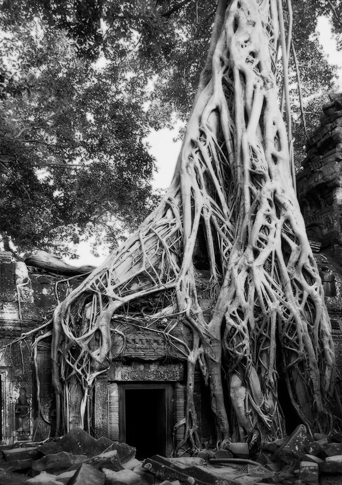 Η Beth Moon φωτογράφισε τα γηραιότερα δέντρα του πλανήτη