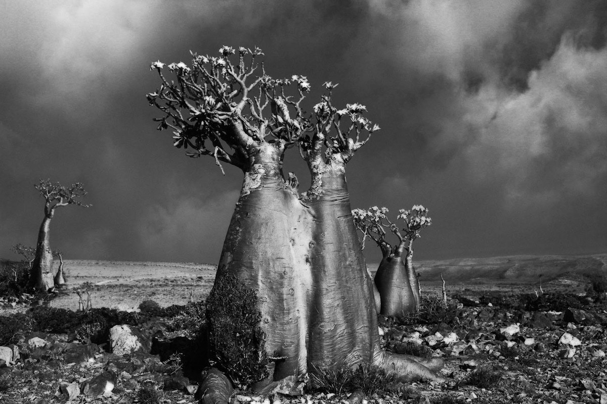 Η Beth Moon φωτογράφισε τα γηραιότερα δέντρα του πλανήτη