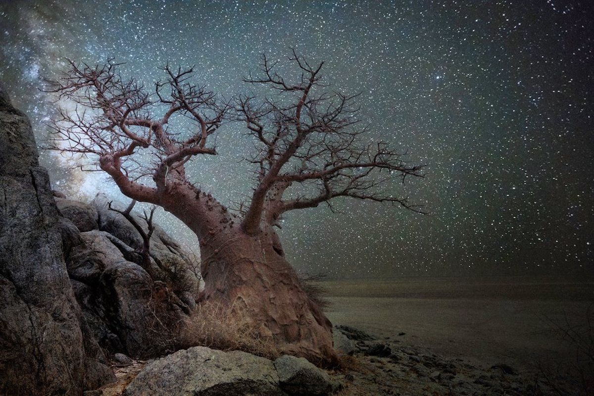 Η Beth Moon φωτογράφισε τα γηραιότερα δέντρα του πλανήτη