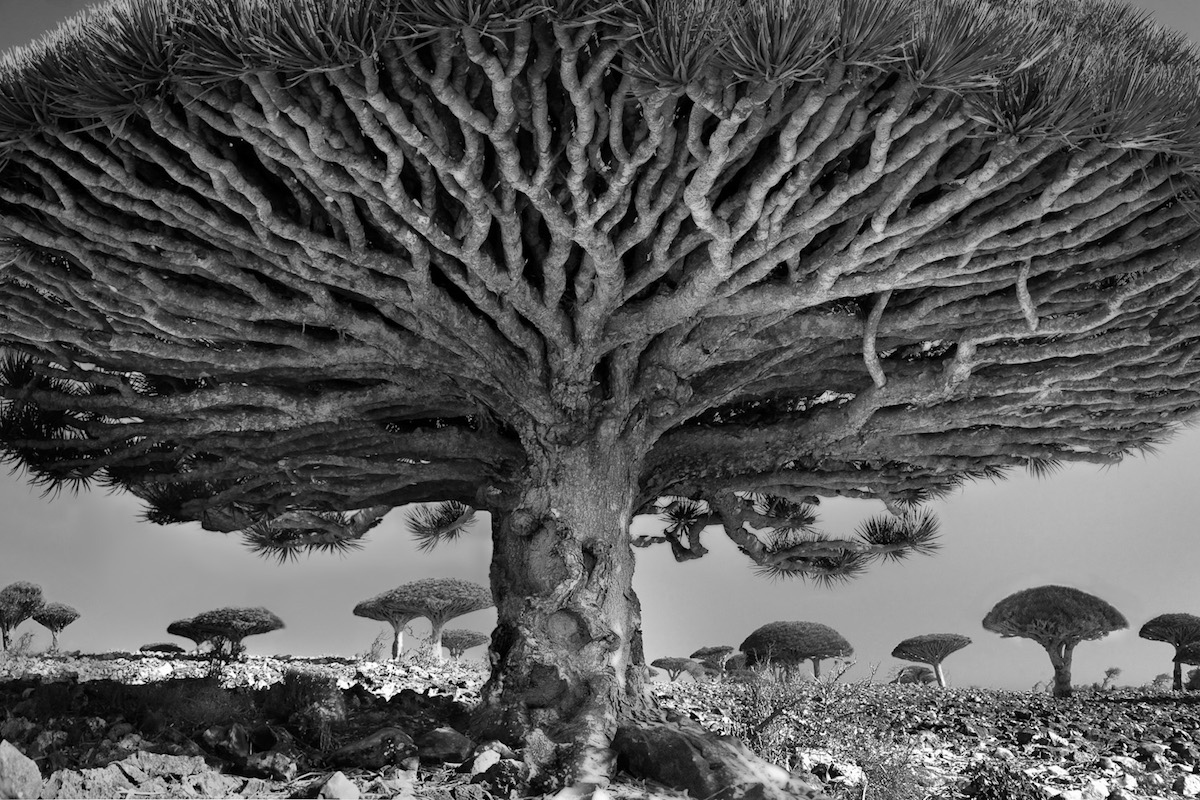 Η Beth Moon φωτογράφισε τα γηραιότερα δέντρα του πλανήτη