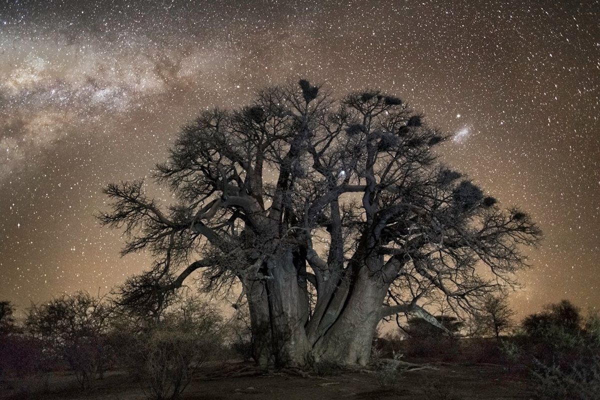 Η Beth Moon φωτογράφισε τα γηραιότερα δέντρα του πλανήτη
