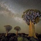 Η Beth Moon χρειάστηκε 14 χρόνια για να φωτογραφίσει τα γηραιότερα δέντρα του πλανήτη