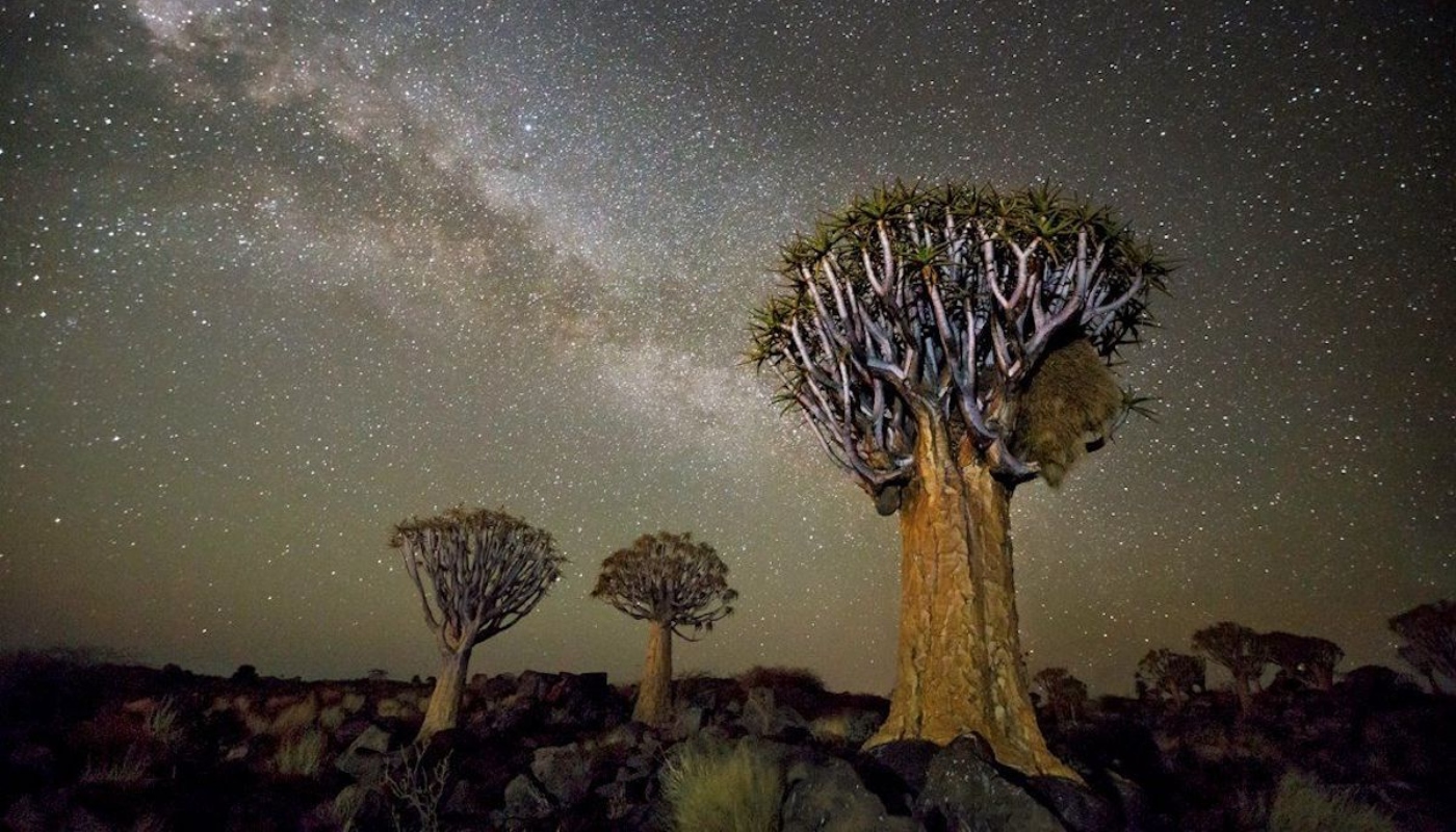 Η Beth Moon χρειάστηκε 14 χρόνια για να φωτογραφίσει τα γηραιότερα δέντρα του πλανήτη