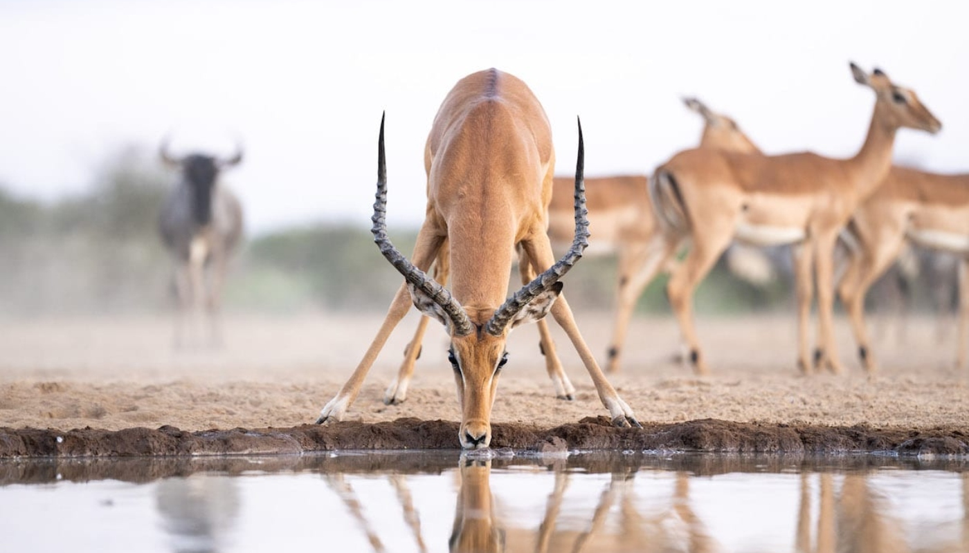 Ο Will Burrard-Lucas έφτιαξε μία τεχνητή λίμνη για να φωτογραφίσει την άγρια ζωή της Αφρικής