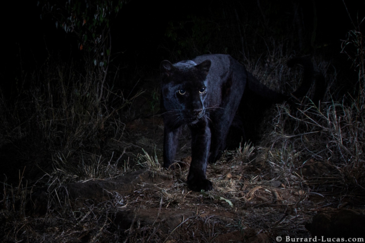 Το καρμικό ταξίδι ενός φωτογράφου για να αποτυπώσει μία σπάνια μαύρη λεοπάρδαλη