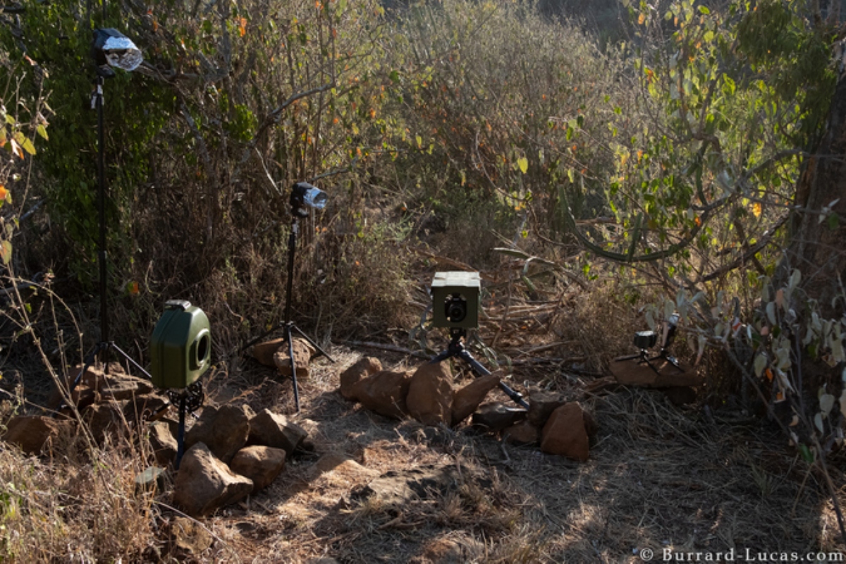 Το καρμικό ταξίδι ενός φωτογράφου για να αποτυπώσει μία σπάνια μαύρη λεοπάρδαλη