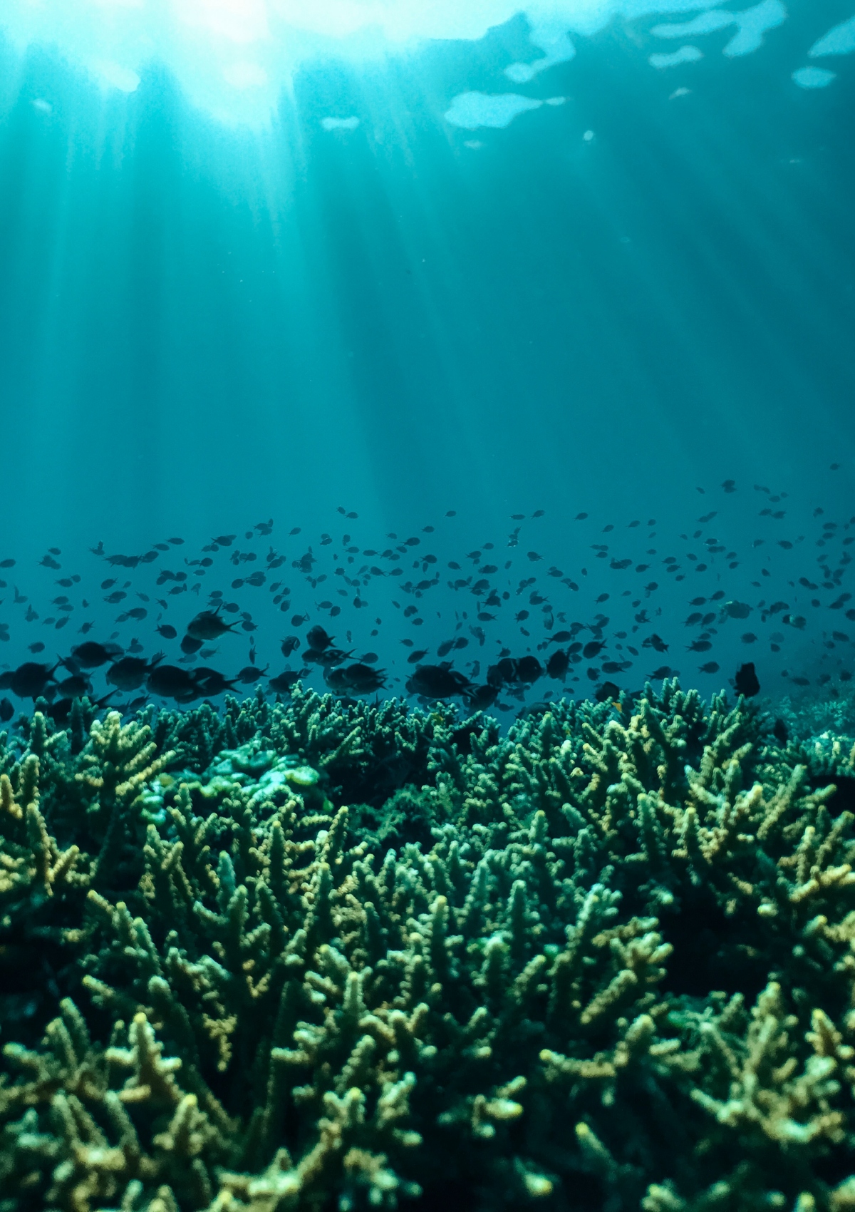 Κλιματική κρίση: Γιατί οι ωκεανοί γίνονται ολοένα και πιο θερμοί θαλασσια ζωη πλαγκτον