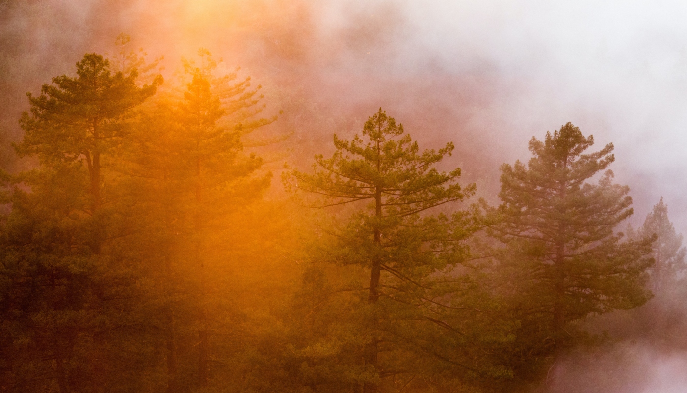 Φωτιά στο Δάσος της Δαδιάς και τον Έβρο: Ένας πρώτος απολογισμός από τις καταστροφικές πυρκαγιές