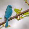Bird Photography Awards νικητές