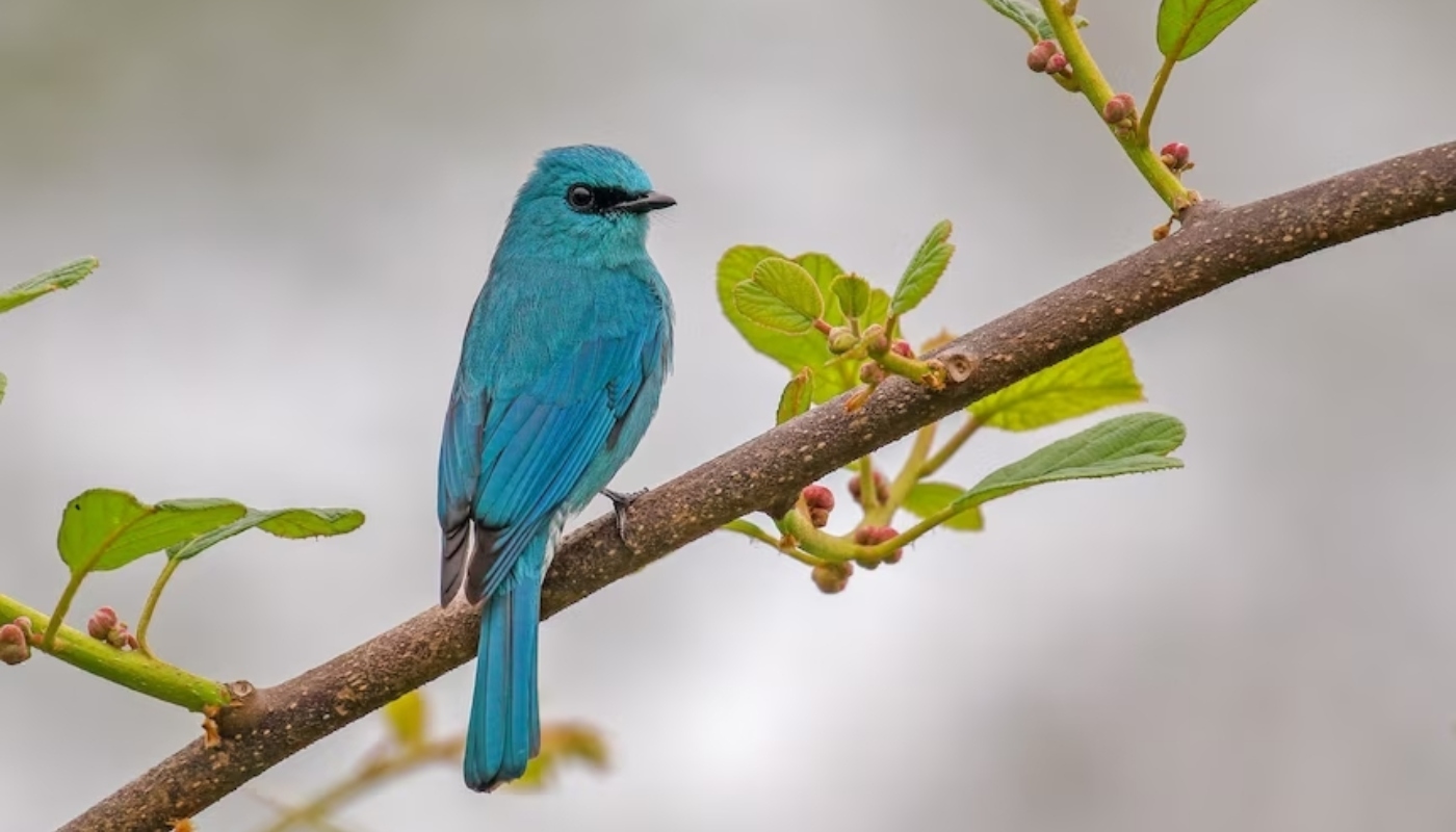 Bird Photography Of The Year: Οι νικητές των βραβείων που οδηγούν τη φωτογραφία φύσης ψηλά