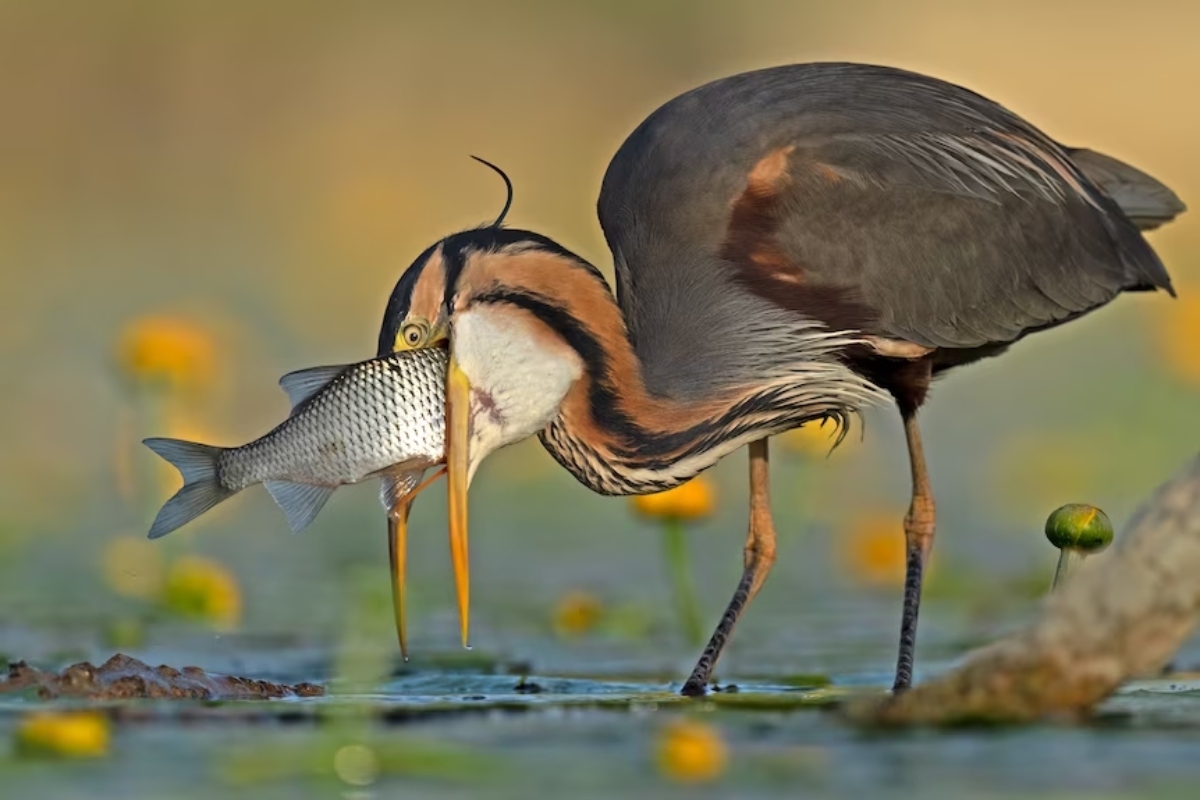 Bird Photography Awards νικητές