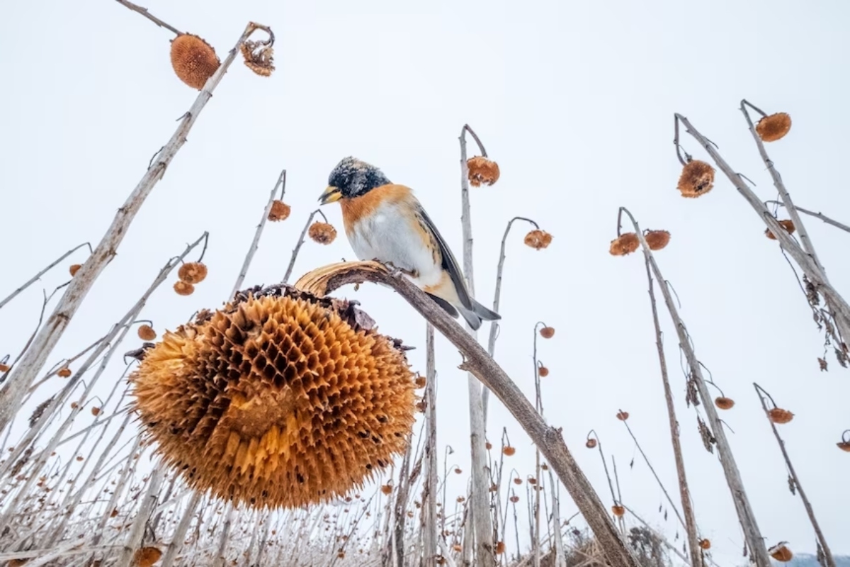 Bird Photography Awards νικητές