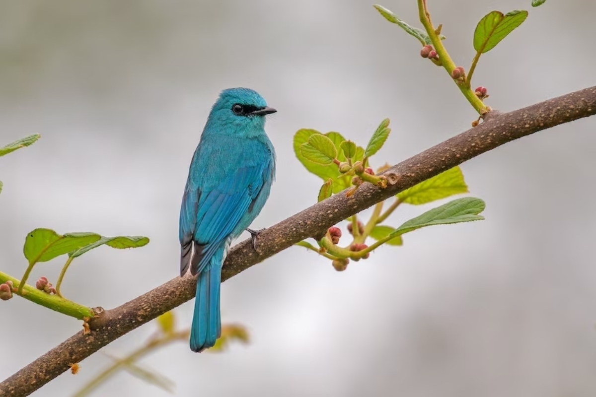 Bird Photography Awards νικητές