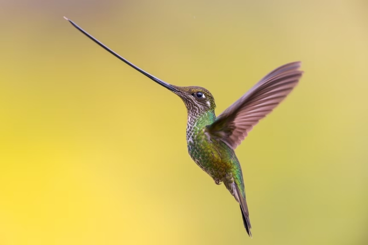 Bird Photography Awards νικητές