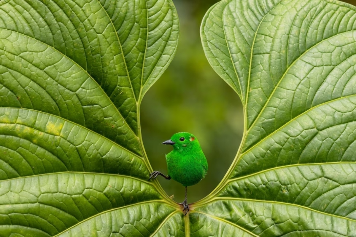 Bird Photography Awards νικητές