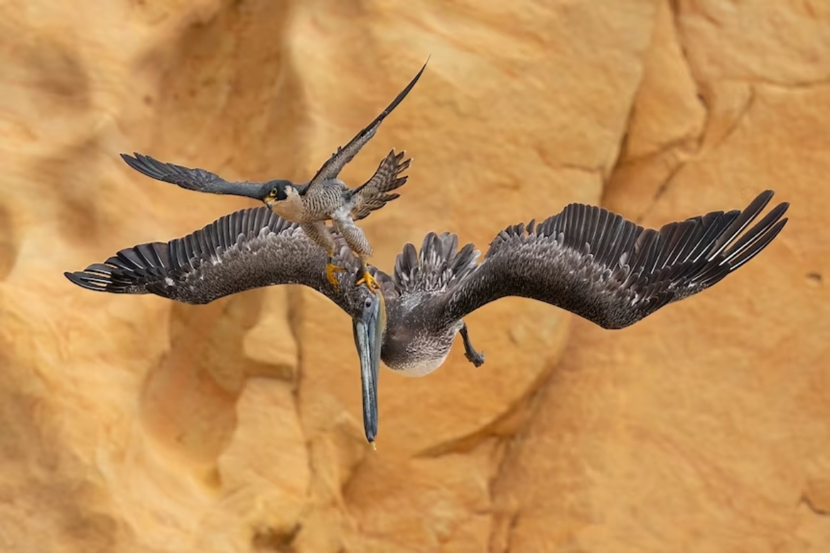 Bird Photography Awards νικητές