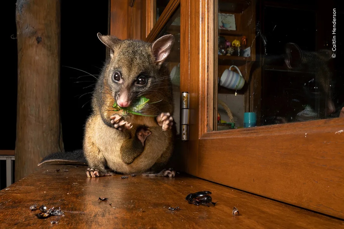 Wildlife Photographer Of The Year: Οι 10 λήψεις που διεκδικούν το βραβεί