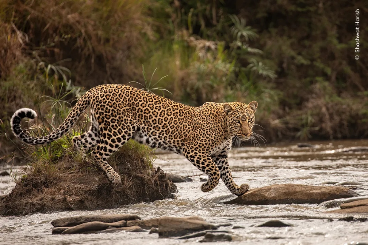 Wildlife Photographer Of The Year: Οι 10 λήψεις που διεκδικούν το βραβεί