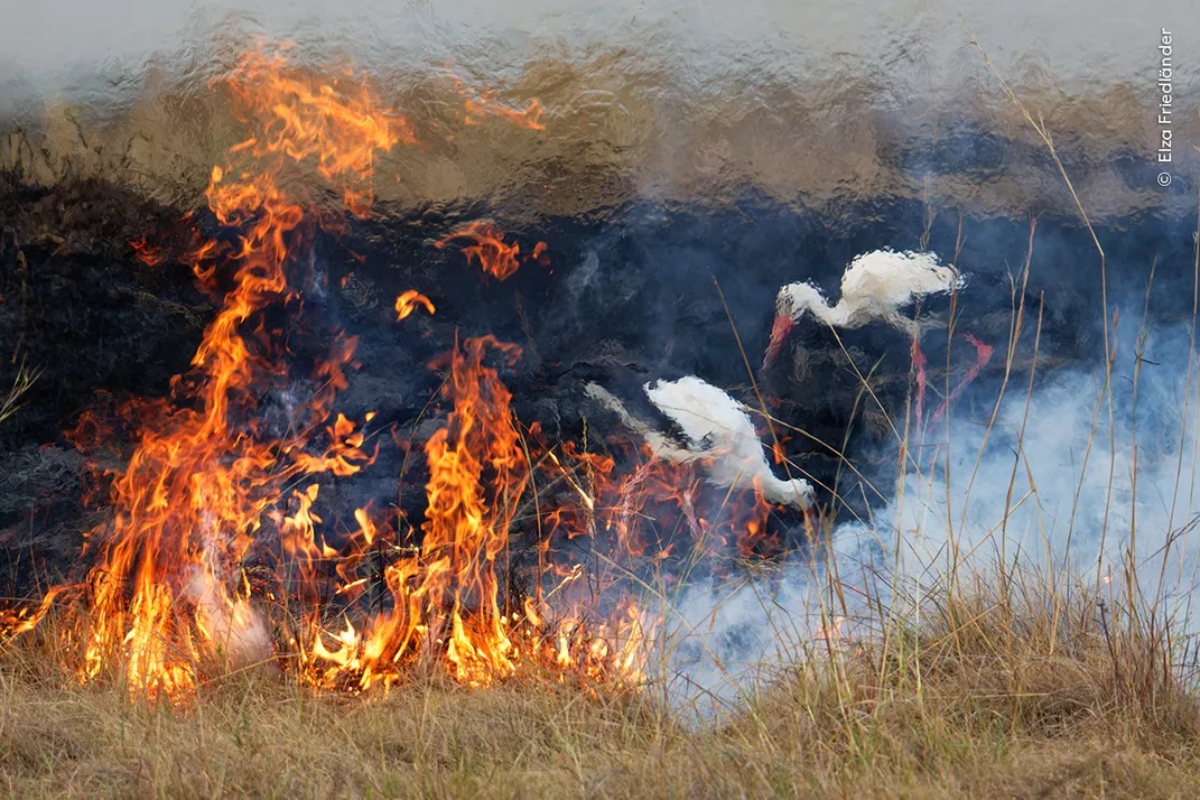 Wildlife Photographer Of The Year: Οι 10 λήψεις που διεκδικούν το βραβεί