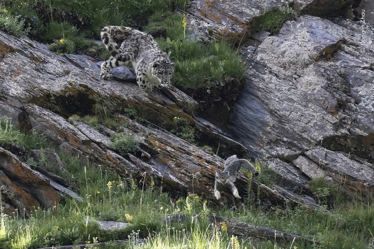 Wildlife Photographer Of The Year: Οι 10 λήψεις που διεκδικούν το βραβεί