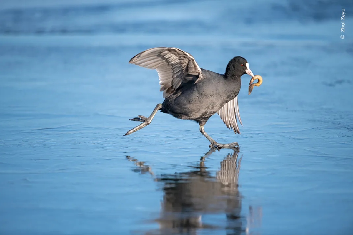 Wildlife Photographer Of The Year: Οι 10 λήψεις που διεκδικούν το βραβεί