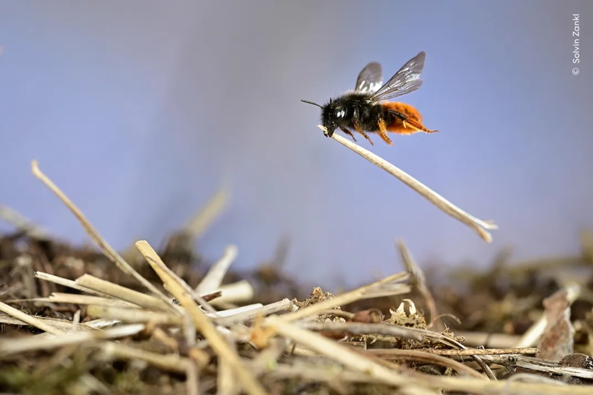 Wildlife Photographer Of The Year: Οι 10 λήψεις που διεκδικούν το βραβεί