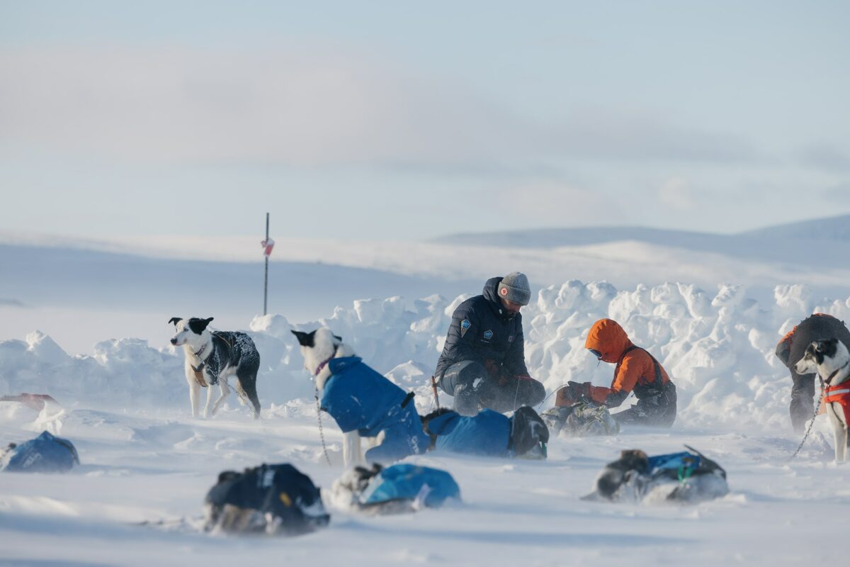 σκύλοι αρκτική