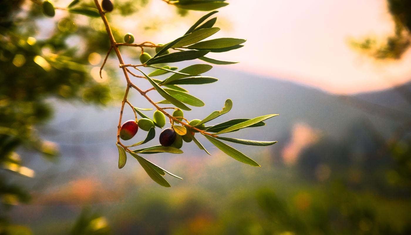 Olive Oil Stories: Τα επισκέψιμα ελαιοτριβεία στην ηπειρωτική Ελλάδα που αναβαθμίζουν τη σχέση μας με το ελαιόλαδο